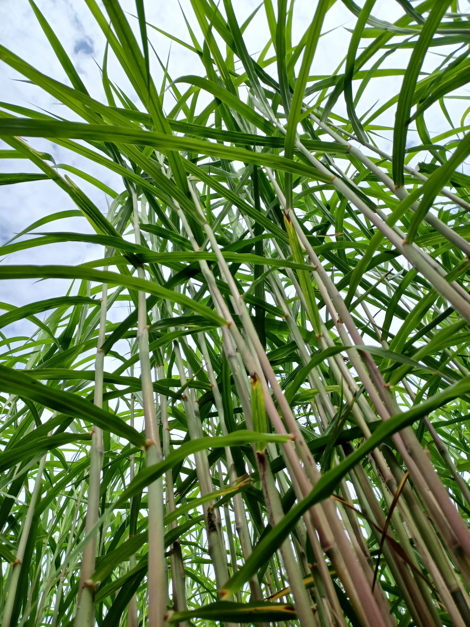 Miscanthus Einstreu Pflanze